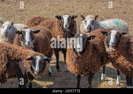 Sheep, cross bred, looking towards onlooker, waiting to be fed. Black and white striped marked faces. Stock Photo