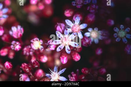 Beautiful delicate pink, purple and white flowers forming a dreamy background Stock Photo