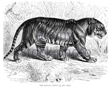 Bengal Tiger, vintage illustration from 1893 Stock Photo