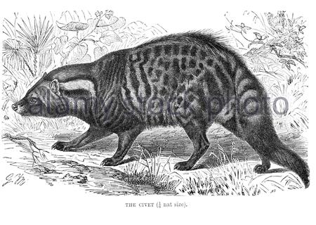 Civet, vintage illustration from 1893 Stock Photo