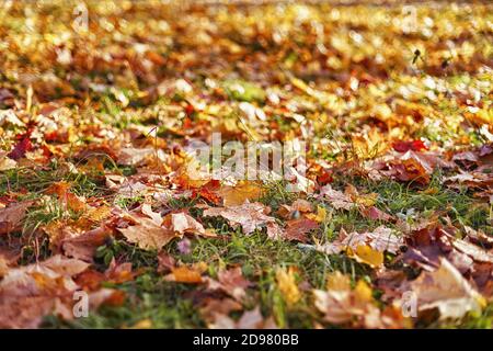 Bright autumn foliage on the ground. Selective focus Stock Photo