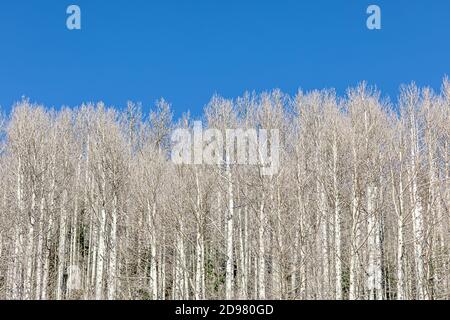 stand of wild birch trees growing against a vivid blue sky in Colorado wilderness Stock Photo