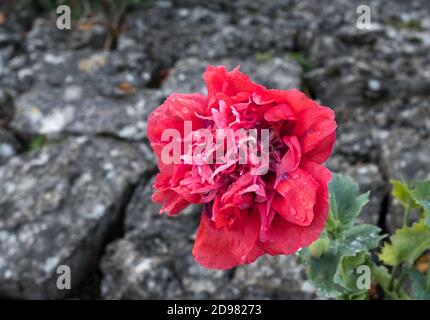 Single wild poppy growing from rock fissure Stock Photo
