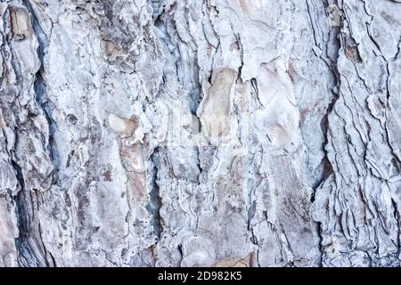 Grey Wooden textured tree bark abstract background. Stock Photo