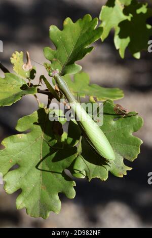 Green Female Praying Mantis, Mantis religiosa, Camouflaged among Leaves of Common Oak Tree, Quercus robur Stock Photo