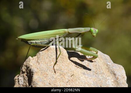 Female Praying Mantis, Mantis religiosa, Perched on Rock Stock Photo