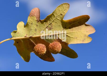 Oak Leaf Cherry Galls, Oak Galls or Oak Apples, Cynips quercusfolii, Growing on Underneath a Pubescent Oak Leaf, Quercus pubescens Stock Photo