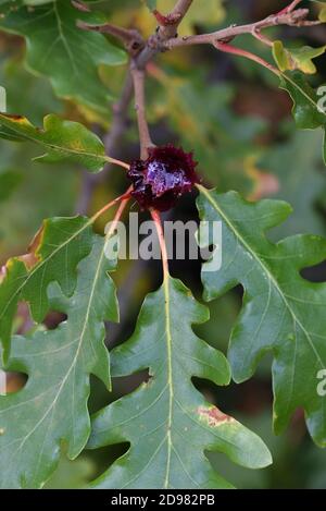 Plant Gall or Knopper Gall, Andricus quercuscalicis, on Pubescent Oak, Quercus pubescens, aka Downy or White Oak Stock Photo