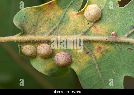 Common Spangle Galls, Neuroterus quercusbaccarum, or Oak Galls Growing on Underside of Pubescent Oak Leaf, Quercus pubescens, aka Downy or White Oak Stock Photo