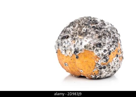 Closeup on rotten and moldy gong pear Stock Photo