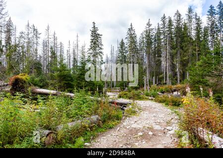 Mountain trail through a coniferous forest, with dry spruces and felled trees due to bark beetle attack, autumn colors, in Tatra Mountains, Poland. Stock Photo
