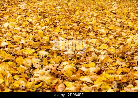 Red and orange autumn leave background. Outdoor. Colourful background image of fallen autumn leaves perfect for seasonal use. Copy Space for text. Stock Photo