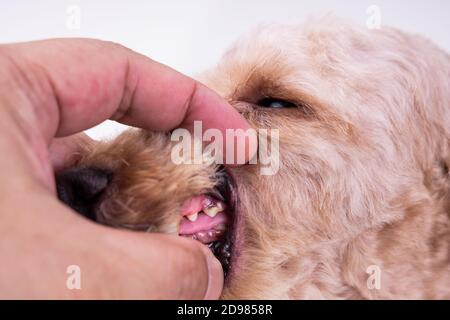 Vet showing pet dog teeth coated with plaque and tar Stock Photo