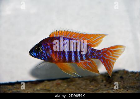 German Red Peacock Cichlid - Aulonocara sp. Stock Photo