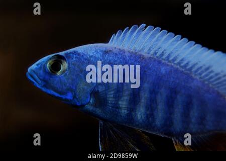 Electric Blue Hap African Cichlid - Sciaenochromis fryeri Stock Photo