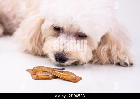 Essential oil spot-on drips with dog to as background Stock Photo