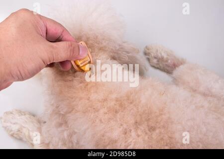 Applying Essential oil spot-on drips on dog restore skin hydration. Stock Photo