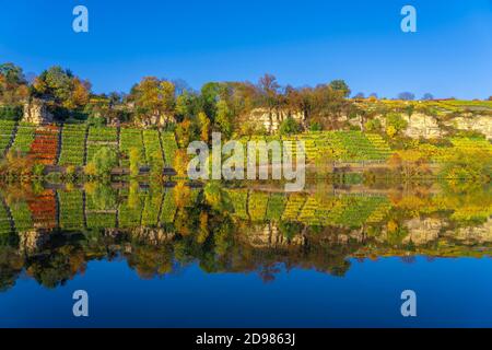 steep and rocky vineyards in autumn colors on the bank of river Neckar, Baden-Wurttemberg, Germany, dawn landscape Stock Photo