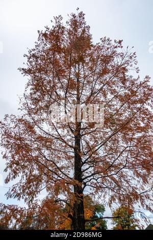 Autumn image of a single Dawn Redwood tree in a park Stock Photo