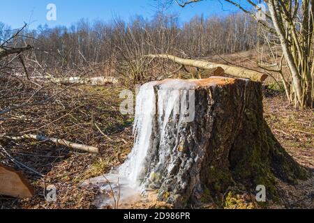 Tree stump with ice in the spring with sawn trees Stock Photo