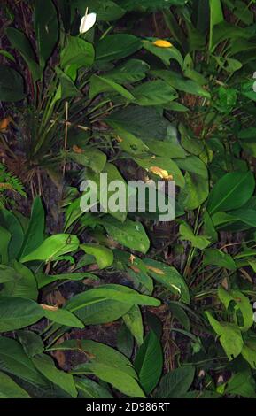 Giant anubias, Anubias gigantea with flower Stock Photo