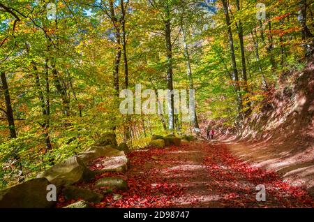 Walking through forest in autumn. People on a path through the woods. Stock Photo