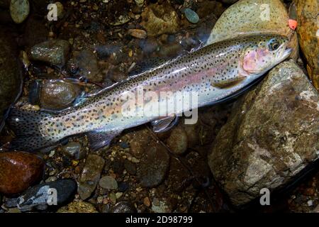 Trout with fishing spoon in mouth lying on a grass in outdoors