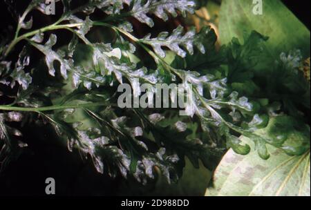 Bolbitis heudelotii, also known as the African water fern, creeping fern, and Congo fern Stock Photo