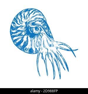 Nautilus swimming profile, hand drawn doodle sketch in woodcut style, illustration Stock Photo