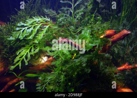 Bolbitis heudelotii, also known as the African water fern, creeping fern, and Congo fern Stock Photo