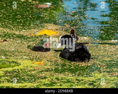 Coot Chicks (fulica atra) feeding with mother.Wollaton park Nottingham england UK Stock Photo