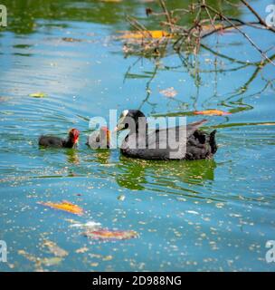 Coot Chicks (fulica atra) feeding with mother.Wollaton park Nottingham england UK Stock Photo