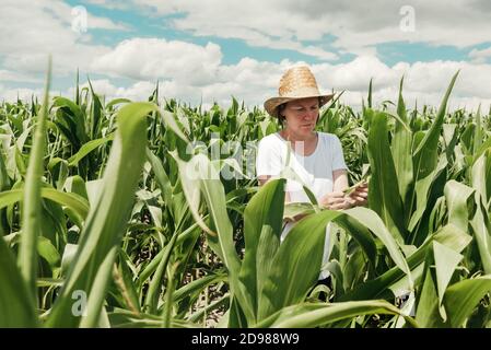 Female agronomist farmer examining unripe green corn maize crop plants in cultivated field on sunny summer afternoon Stock Photo
