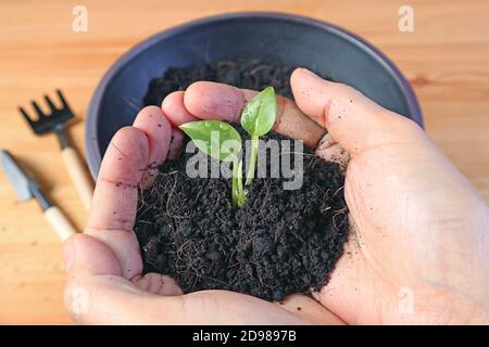 Hand holding soil with seedling for placing into the plant pot Stock Photo