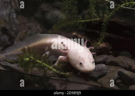 lying on rocks axolotl near fish tank glass Stock Photo