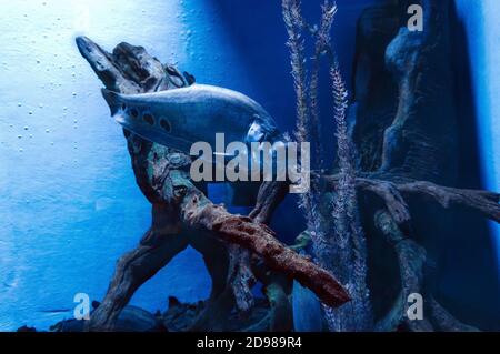 view of swimming Clown featherback fish Stock Photo