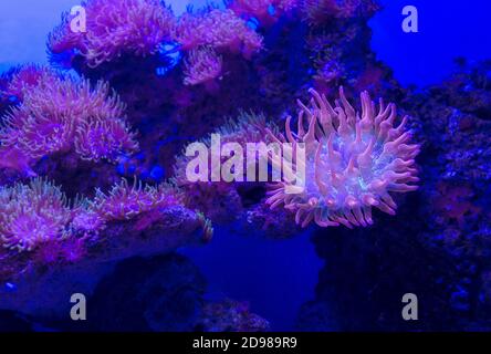 colony of Rose Bubble Tip Anemone (Entacmaea quadricolor) with one of them close up Stock Photo