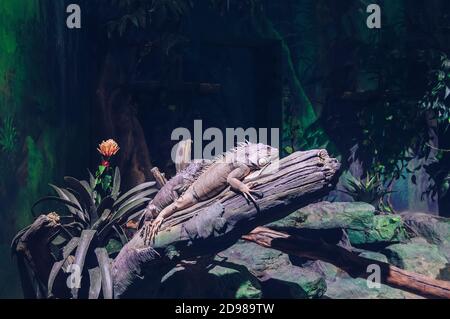 lying down on tree branch couple of green iguanas Stock Photo