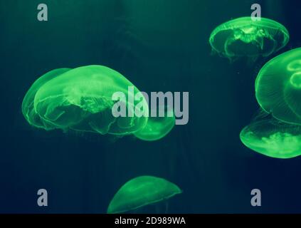 colorful swimming moon jelly fishes in green light Stock Photo