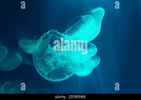 pretty swimming moon jelly fishes illuminated with light blue light Stock Photo