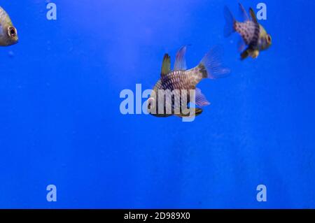 swimming underwater Pajama Cardinalfish with ultramarine background Stock Photo