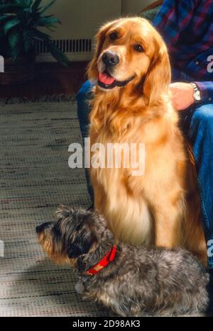 Man's best friends are dogs, USA Stock Photo
