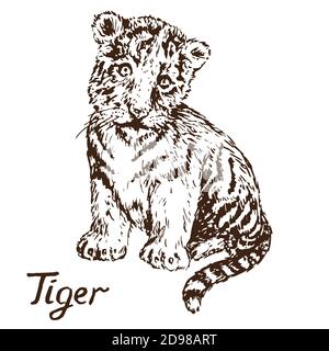 Tiger cub,  hand drawn doodle, sketch in gravure style illustration Stock Photo