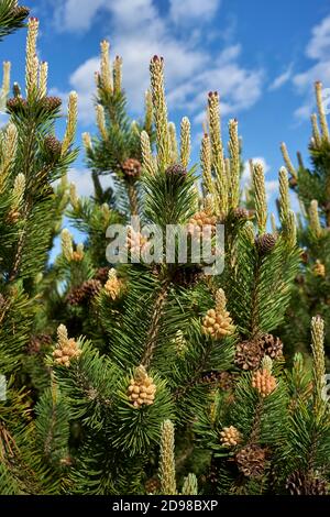 Flowers and pine cones of mountain pine on twigs Stock Photo