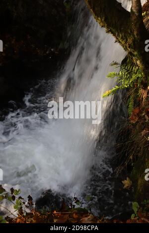 Todtnauer waterfall in the Black Forest with sunlight shining on fern in the forefront Stock Photo