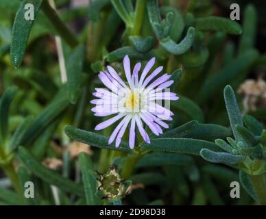 Blossom of Delosperma abyssinicum. Botanical Garden, KIT, Karlsruhe, Germany, Europe Stock Photo