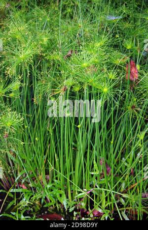 Cyperus papyrus, papyrus, papyrus sedge, paper reed, Indian matting plant or Nile grass, is an aquatic flowering plant belonging to Cyperaceae Stock Photo