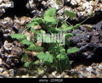 Cardamine lyrata, known commonly as Japanese cress and Chinese ivy, is a species of aquatic plant in the mustard family Stock Photo
