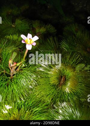 Flower of Cabomba caroliniana, commonly called Carolina fanwort, Carolina water shield, green cabomba Stock Photo