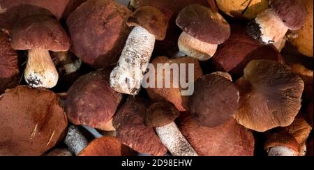 A pile of noble forest mushrooms boletus and red cap boletus, top view Stock Photo